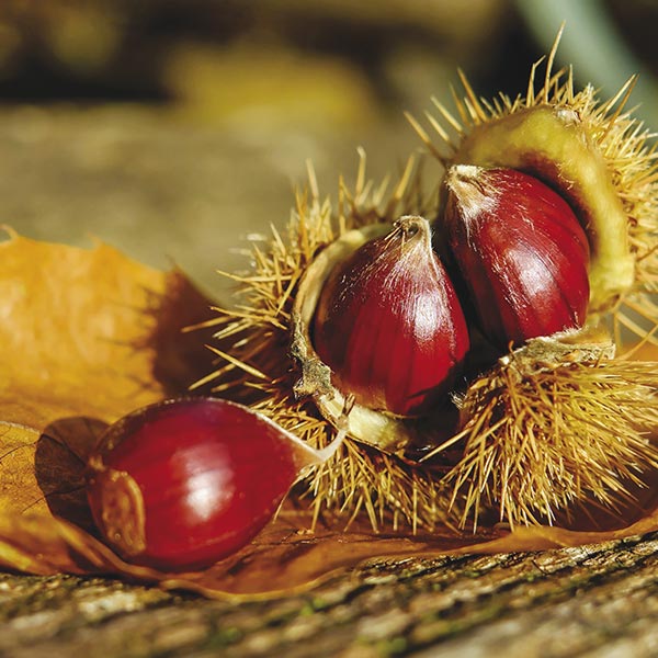 wood grain, faux grain, wood grain chestnut